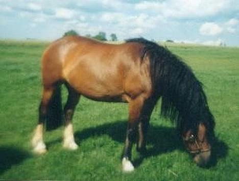 Welsh Cob (sec D) Haymo's Kira billede 3