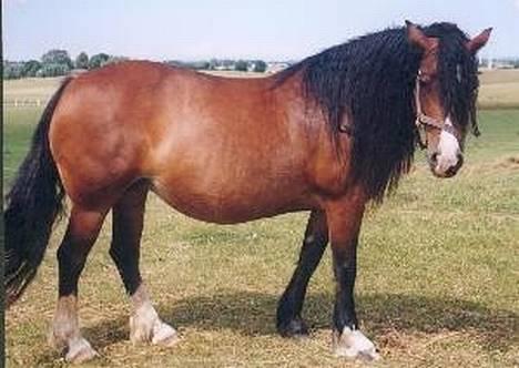 Welsh Cob (sec D) Haymo's Kira billede 4
