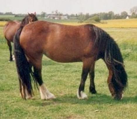 Welsh Cob (sec D) Haymo's Kira billede 5