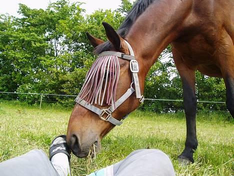 Anden særlig race Dear-lei <3 hvil i fred min engel - hey hvorfor ligger du ned på min mark.. hvad er det du har på fødderne.. billede 3