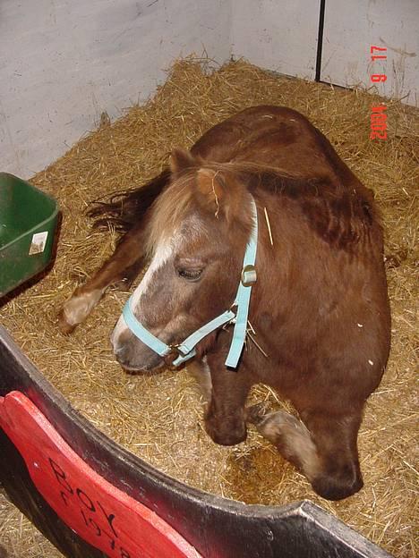 Anden særlig race boy29år ( død.d.19.10.07) - ja boy har været syg,forfangen slemt men er efter 1 md fuldstændig rask igen, billede 8