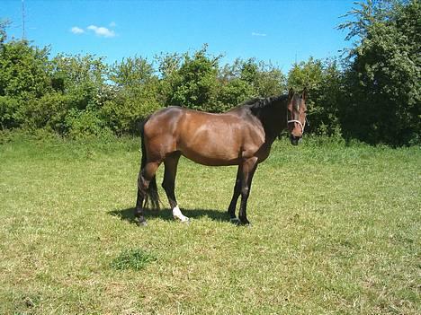 Dansk Varmblod CLAIRE - Endnu et billede fra folden billede 2