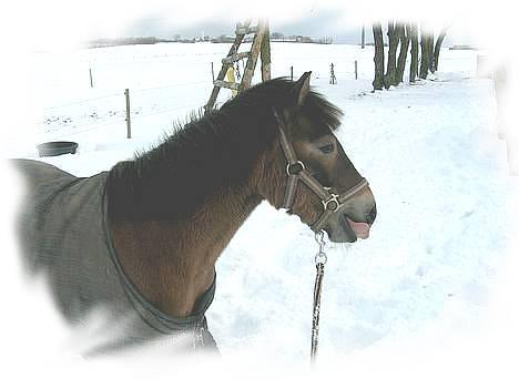 Anden særlig race Jasmin - Stella kalder ? billede 7