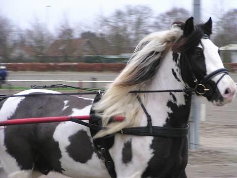 Irish Cob Igors Riain of April STER - Riain for sulky 1. gang billede 1