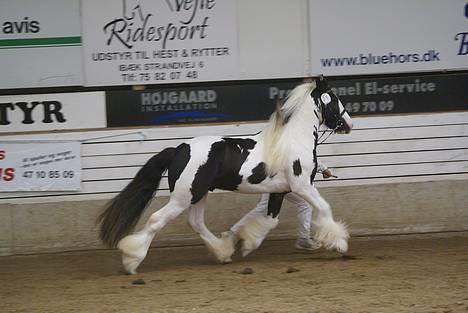 Irish Cob Igors Riain of April STER - Riain til kåring den 21. og 22. april 2007 billede 2