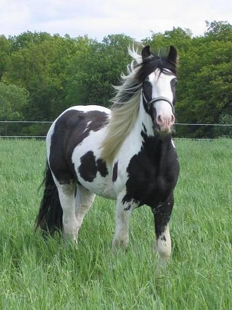 Irish Cob Igors Riain of April STER - Riain på sommerfold 2006 billede 4