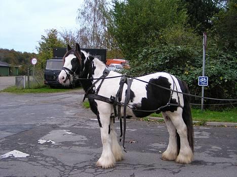 Irish Cob Igors Riain of April STER - Starter på tilkørsel billede 5