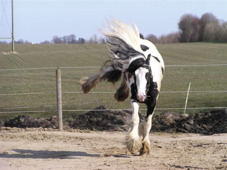 Irish Cob Igors Riain of April STER - Forår i luften??? 30. marts 2008 billede 6