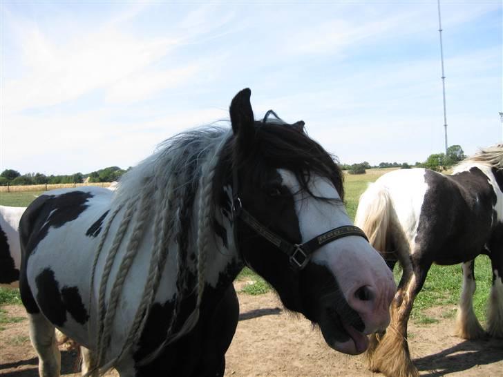 Irish Cob Igors Riain of April STER - Se lige mig ;) Juli 08 billede 7
