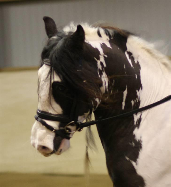 Irish Cob Igors Riain of April STER - december 09 :) billede 8