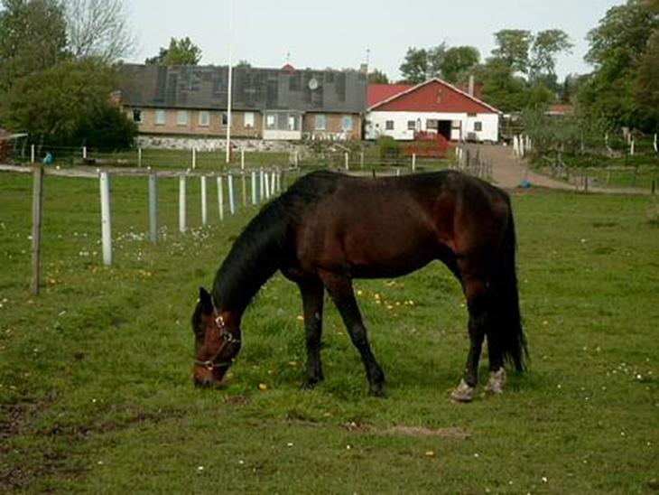 {{currentPhoto.altText}} billede {{currentPhoto.number}}