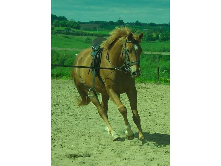 {{currentPhoto.altText}} billede {{currentPhoto.number}}