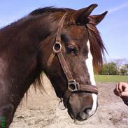 Welsh Cob (sec D) darwin <3