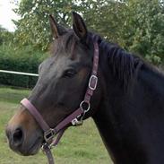 Anden særlig race newton