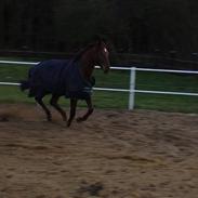 Hannoveraner Wencka-S(solgt)