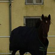 Hannoveraner Wencka-S(solgt)