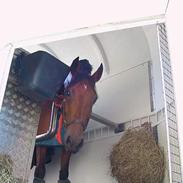 Tysk Sportspony Samson Boy +DØD+