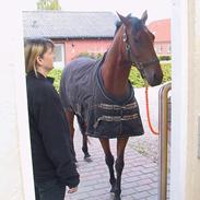 Tysk Sportspony Samson Boy +DØD+