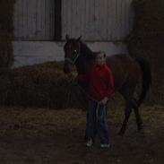 Tysk Sportspony Samson Boy +DØD+