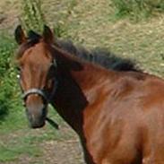 Anden særlig race Daisy (solgt) :(