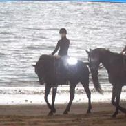 Anden særlig race La Kasalle