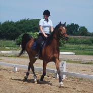 Arabisk fuldblod (OX) Antar El Karmdal *solgt*