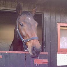 Dansk Varmblod A'Gat