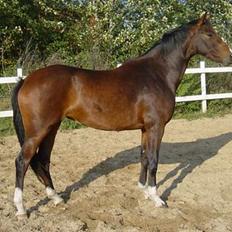 Dansk Varmblod Fuglesangs Luca