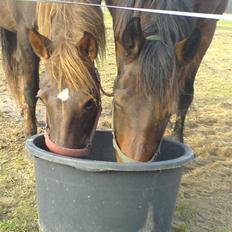 Dansk Varmblod Savannah