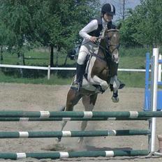 Pinto Little Highness (Solgt)