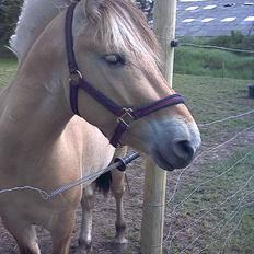 Fjordhest Prins  Solgt