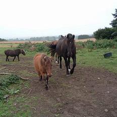 Anden særlig race Moonlight Shadow
