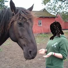 Anden særlig race Moonlight Shadow