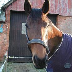 Dansk Varmblod Savannah