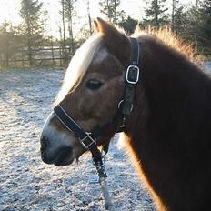 Anden særlig race Bobby Hill