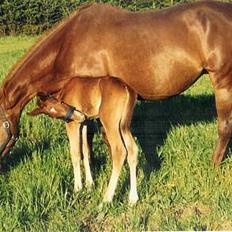 Anden særlig race Miss Indy R.I.P