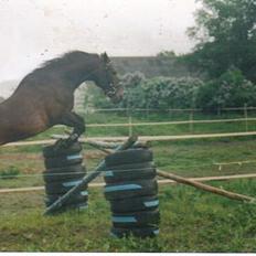 Connemara Kashmir (R.I.P)