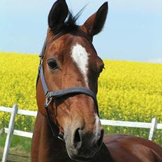 Trakehner Uniq Schwandro R.I.P.