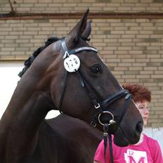 Dansk Varmblod Ny Snogdals Ataya 