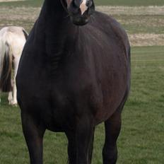 Dansk Varmblod Ny Snogdals Ataya 