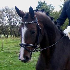 Dansk Varmblod Dinétt Stengaard *SOLGT*