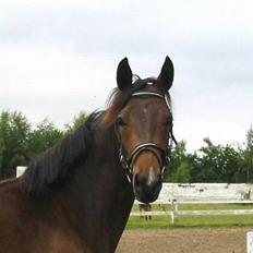 Dansk Varmblod Koh-I-Noor Graftebjerg