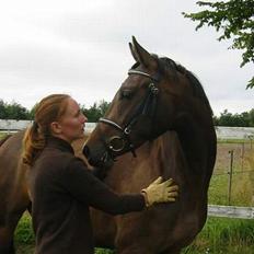 Dansk Varmblod Koh-I-Noor Graftebjerg