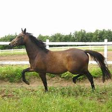 Dansk Varmblod Koh-I-Noor Graftebjerg