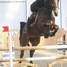 Hollandsk Varmblod Saffier