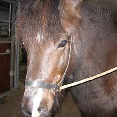 Islænder Prenna (udtales) Trenna 