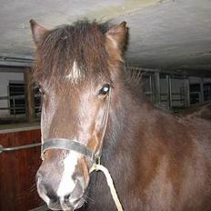 Islænder Prenna (udtales) Trenna 