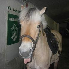 Fjordhest Donella EFTERLYSNING