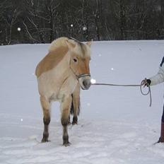 Fjordhest Donella EFTERLYSNING