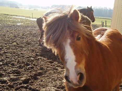 Anden særlig race  Tjartie <,3  - 11)  Tjartie<33  den 11-februar-2oo6 :] nuttet billede ... billede 11